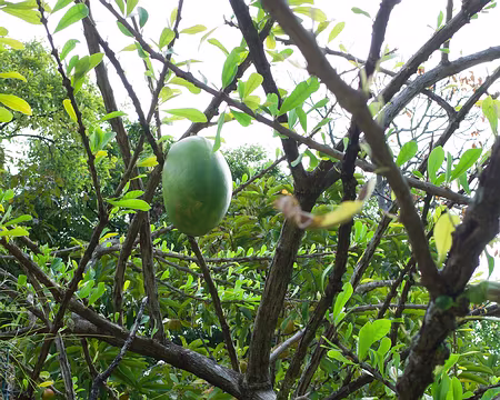 2016_10_14_15-05-21 Calebassier