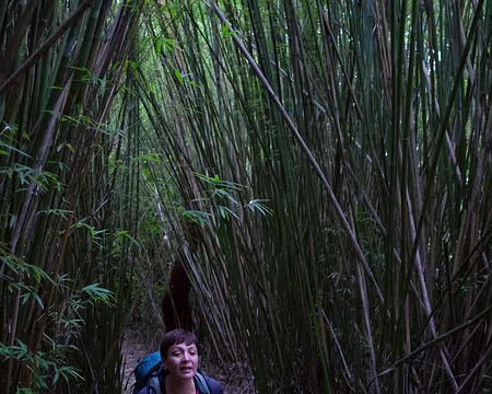 2016_10_15_10-29-26 À travers les bambous