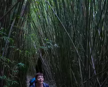 2016_10_15_10-29-26 À travers les bambous
