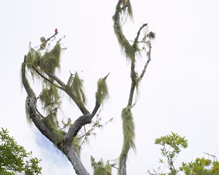 2016_10_15_11-38-49 Oiseau Cardinal et lichens