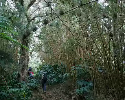 2016_10_15_17-04-41 Bambous