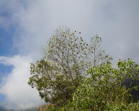 2016_10_16_16-46-27 Tisserins et leurs nids