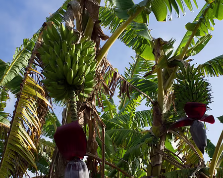 2016_10_16_16-53-36 Bananes à Dos d'Âne