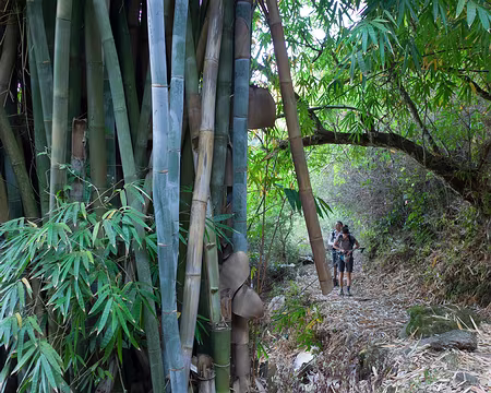 2016_10_17_07-46-32 Bambous