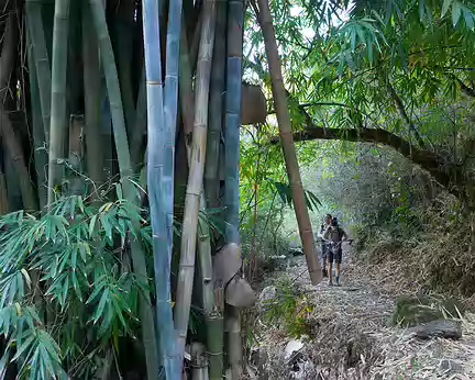 2016_10_17_07-46-32 Bambous