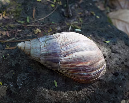 2016_10_17_09-27-27 Escargot