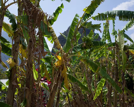 2016_10_18_13-23-43 Bananiers à Grand-Place
