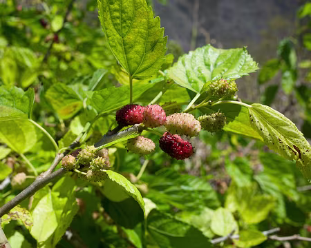 2016_10_19_09-44-52 Mûres