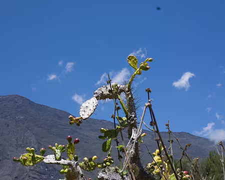 2016_10_20_10-43-55 Figuier de Barbarie