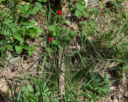 2016_10_20_11-32-09 Fausses fraises