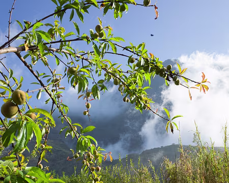 2016_10_20_16-39-41 Pêchers