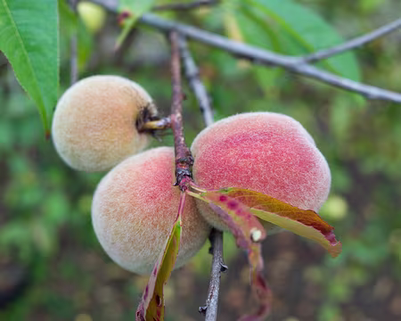 2016_10_20_17-06-35 Pêches
