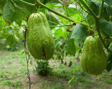 2016_10_24_14-39-05 Chouchous