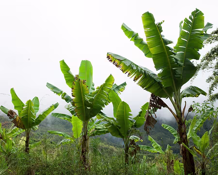 2016_10_24_15-22-42 Bananiers à l'îlet de Trou Blanc