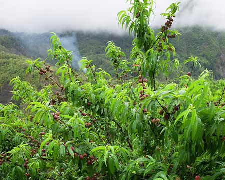 2016_10_24_15-23-56 Arbre fruitier à l'îlet de Trou Blanc