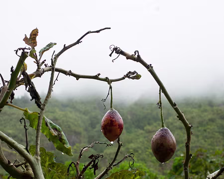 2016_10_24_15-27-35 Tomates arbustives à l'îlet de Trou Blanc