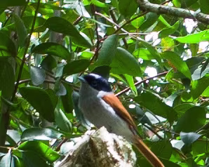 2016_10_26_11-23-57 Oiseau la vierge