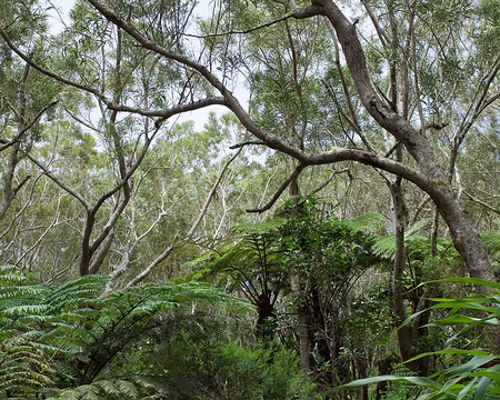 2016_10_26_11-32-16 Sentier de la Tamarinaie en fin de matinée