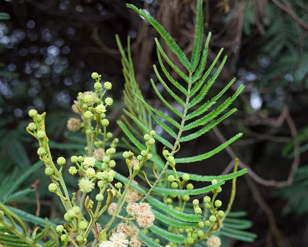 2016_10_27_13-26-07 Mimosa