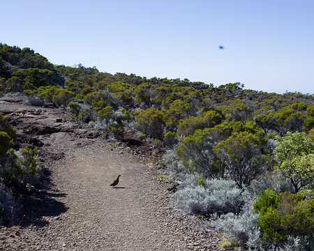2016_10_31_08-39-58 Traversée de perdrix