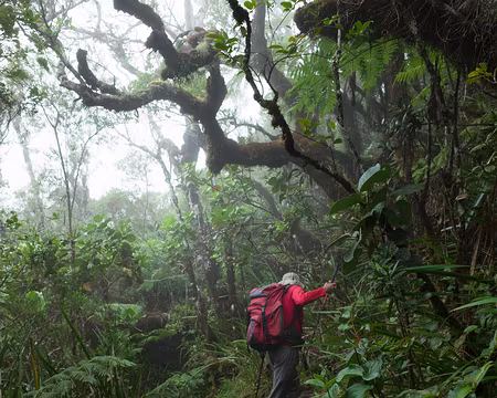 2016_10_31_15-25-17 Étage forestier