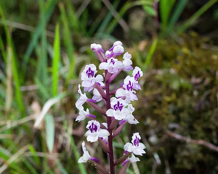 2016_10_31_15-27-00 Retour des orchidées