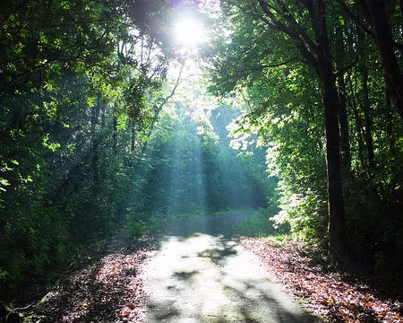 2016_11_01_07-15-33 J18 - Route Forestière