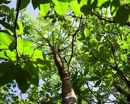 2016_11_01_09-02-32 Bois d'Osto (rubiacées)