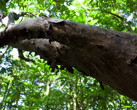 2016_11_01_09-06-26 Change Écorce (Flacourtiacées)