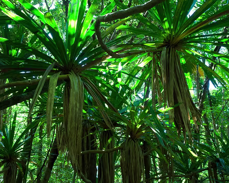 2016_11_01_09-27-36 Vacoa des Hauts (Pandanacées)