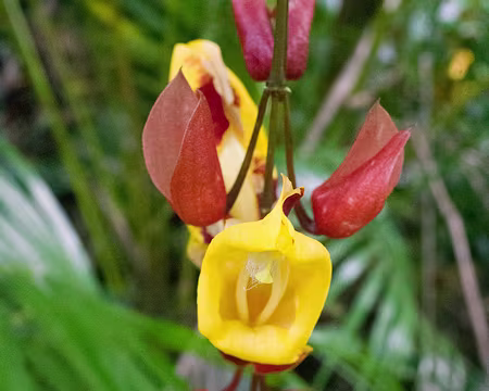 2016_11_01_10-28-44 Orchidée au Jardin des Senteurs et des Épices