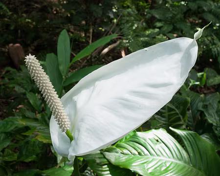 2016_11_01_10-40-25 Arum