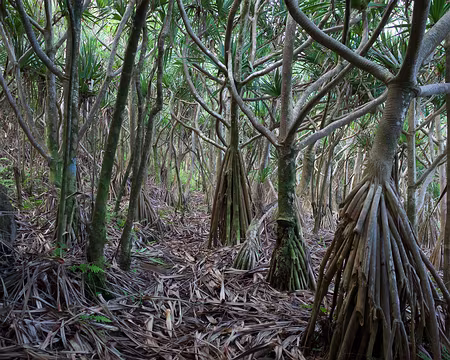 2016_11_01_16-33-09 Vacoas