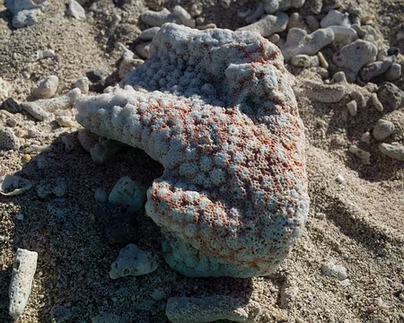 2016_11_02_07-44-26 J19 - Corail sur la plage de Saint-PIerre