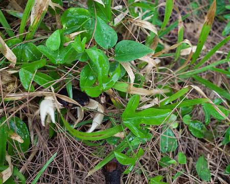 2016_11_02_14-11-19 De nombreux crabes se cachent