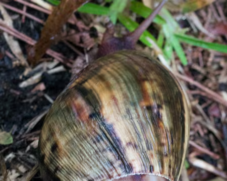 2016_11_02_16-25-06 Escargot géant