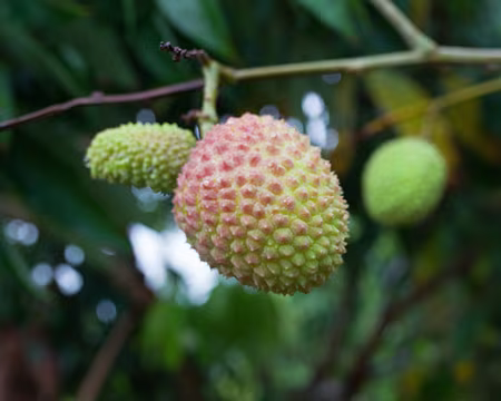2016_11_02_16-47-31 Letchi bientôt mûr. Nous prenons le bus pour l'aéroport après notre première demi-journée de pluie. Au revoir La Réunion !