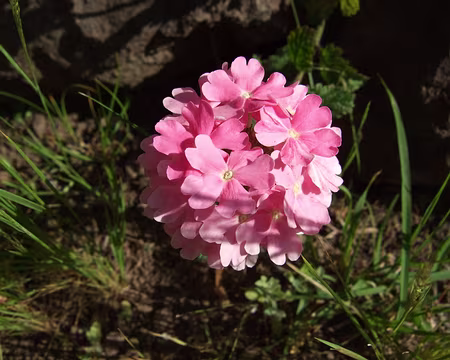 DSCF8811 Fleur comestible.