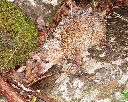 DSCF8947 Le tangue, hérisson de La Réunion.