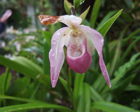 DSCF8972 25/10 Visite guidéé très intéressante à la Maison Folio.