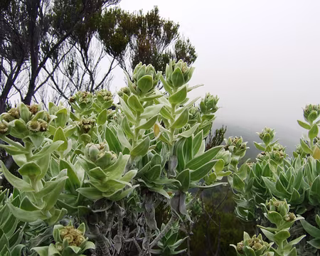 DSCF9203 Vers le nez coupé de Ste Rose