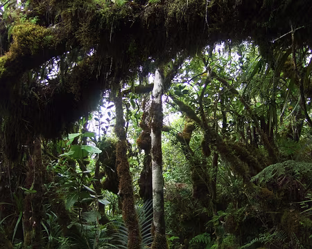 DSCF9237 Très belle forêt en descendant vers Basse Vallée