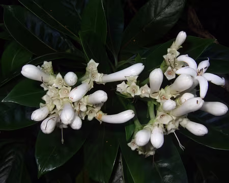 DSCF9243 1/11 Visite intéressante du jardins des épices