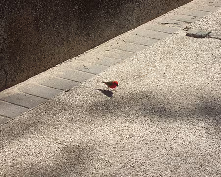 DSCF9291 Cardinal à Saint Pierre.