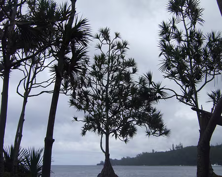 DSCF9298 Anses des cascades, début du sentier cotier pour La ravine glissante.