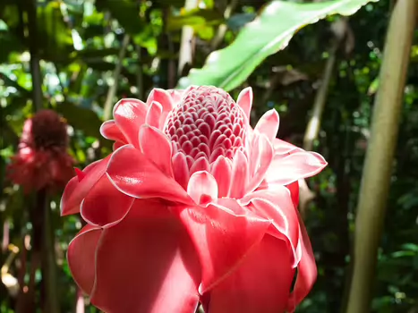 Alain Alain Z, détail sortie