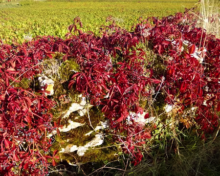 P1020691 Vieux murs aux couleurs automnales.