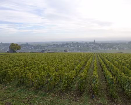 P1020697 Meursault dans les brumes matinales.