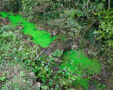 2016_10_01_18-02-10 La couleur vert fluo du ruisseau de Malaval près de la source de la Tuvière est due à une opération de traçage des eaux !