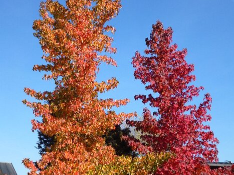 Dominique Dominique F, détail sortie